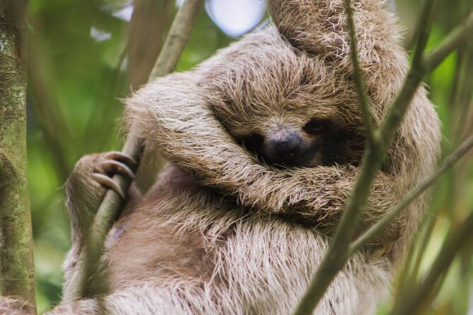 coffee-chocolate-toursloths-park-llanos-de-cortez-waterfall