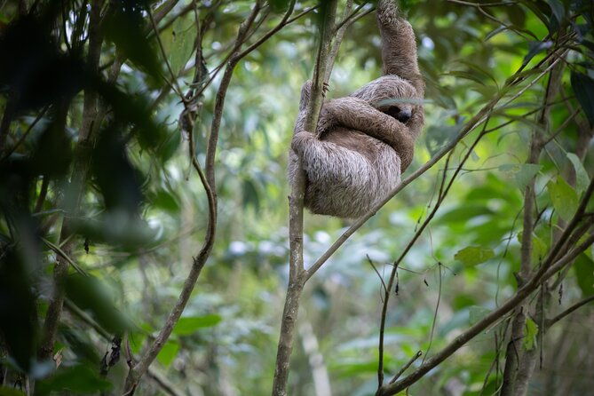 coffee-chocolate-toursloths-park-llanos-de-cortez-waterfall