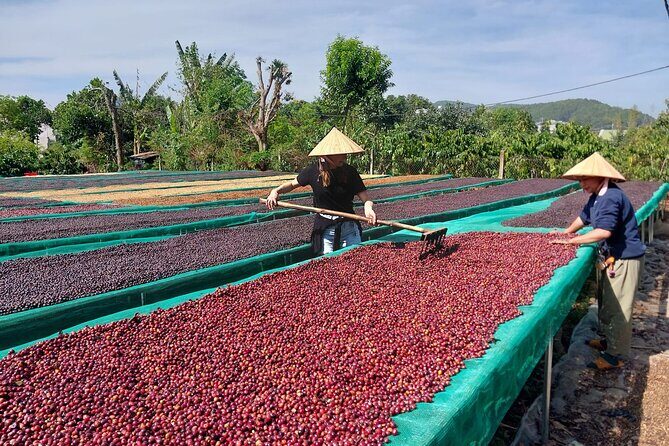 Coffee Experience _From Farm to Cup by Elon Farm - An In-Depth Look at Elon Farm’s Coffee Experience