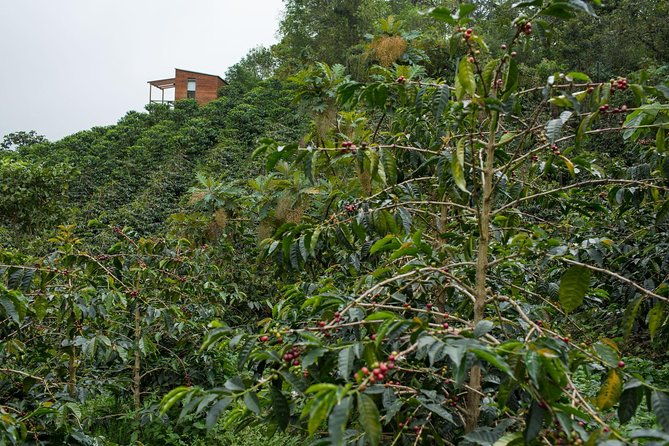 coffee-experience-at-la-palma-el-tucan