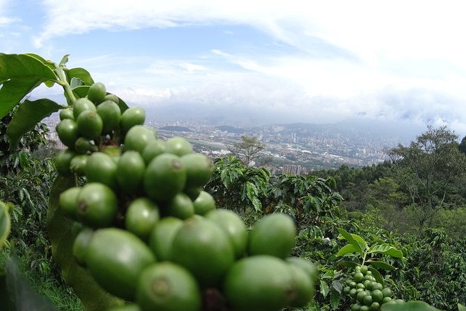 coffee-experience-coffee-tour-in-medellin