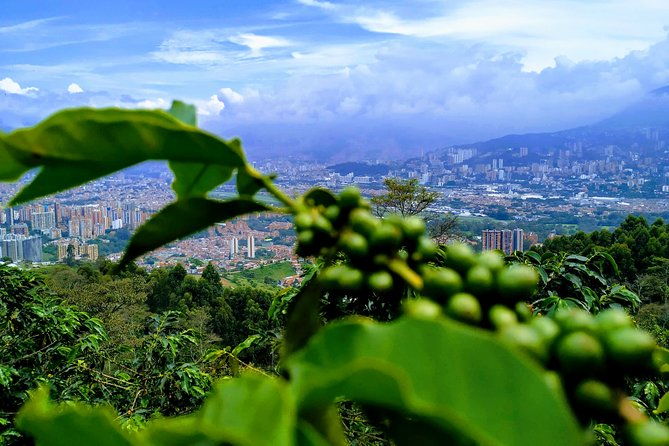 coffee-experience-coffee-tour-in-medellin