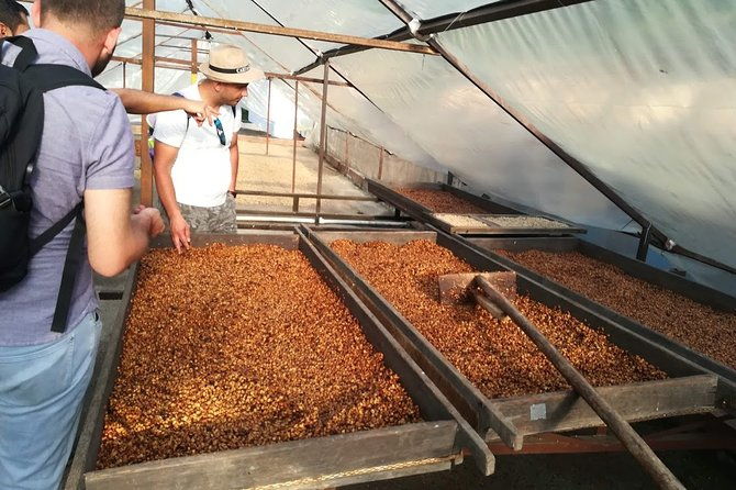 coffee-experience-coffee-tour-in-medellin