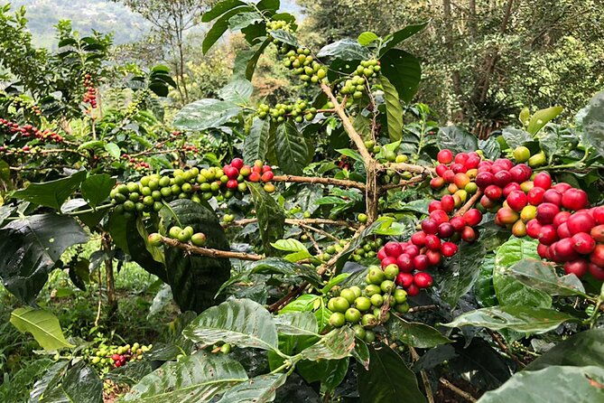 coffee-farm-and-salento-walking-tour-3