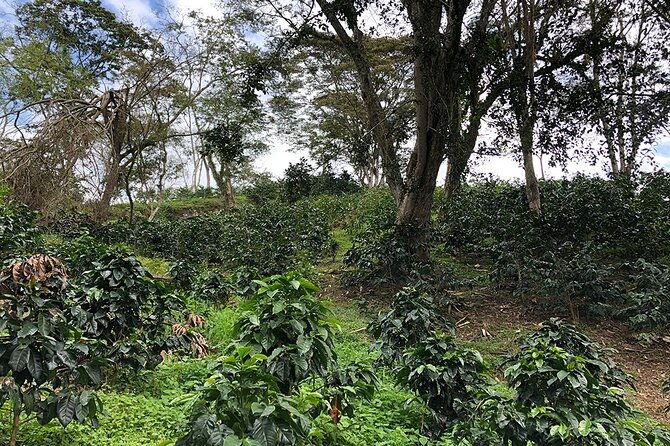 coffee-farm-and-salento-walking-tour-4