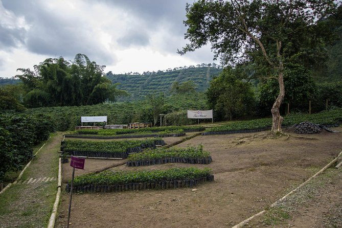 coffee-farm-experience-at-hacienda-san-alberto-from-salento