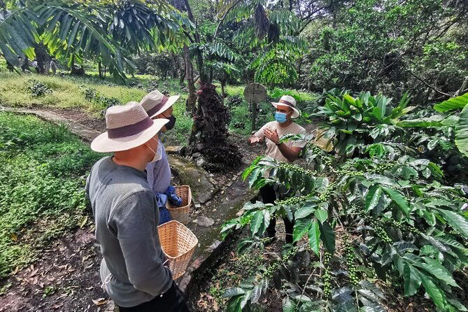 coffee-farm-group-tour-and-daily-departure