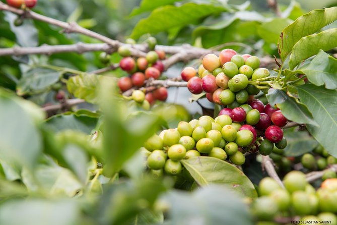 coffee-farm-group-tour-and-daily-departure
