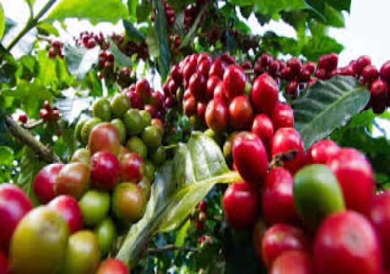 Coffee Farm Tour & Barista Workshop near Nairobi - Meet and Transfer from Nairobi  
