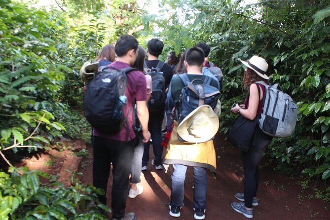 Coffee farm tour, coffee roasting and tasting experience - The Sum Up
