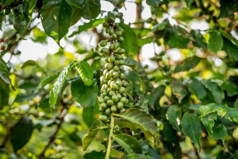 Coffee Farm Tour (Fairview) - What to Expect on the Tour