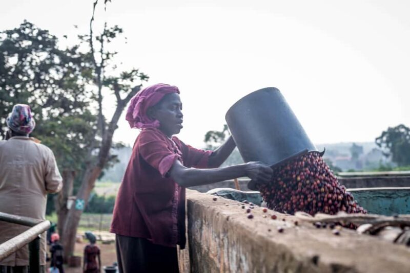 Coffee Farm Tour (Fairview) - Authentic Experiences and Reviews