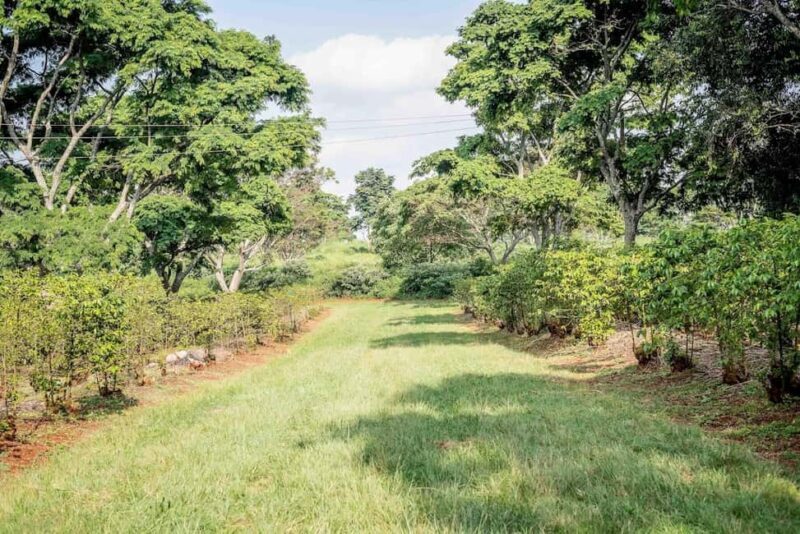 Coffee Farm Tour (Fairview) - Final Thoughts