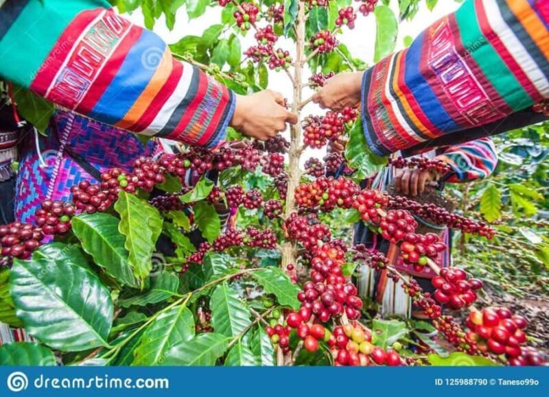 Coffee Farm Tour (Fairview) From Nairobi - Introduction