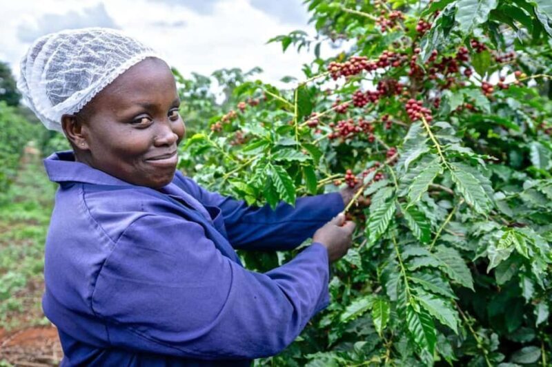 Coffee Farm Tour (Fairview) From Nairobi - What to Expect from the Coffee Farm Tour