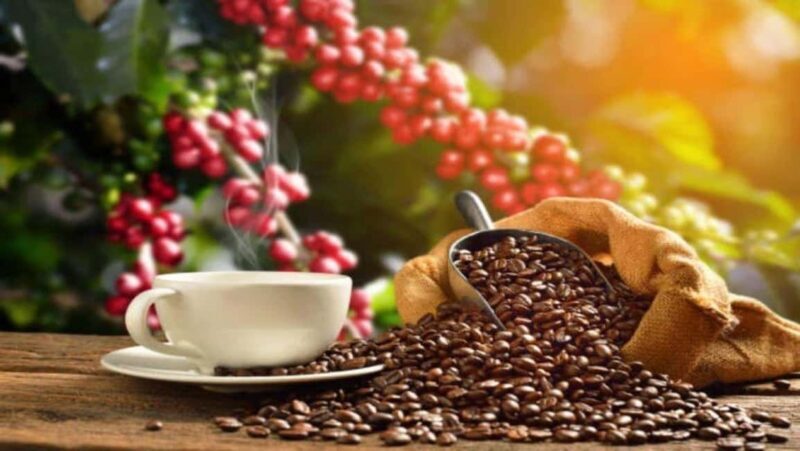 Coffee Farm Tour (Fairview) From Nairobi - Transportation & Logistics