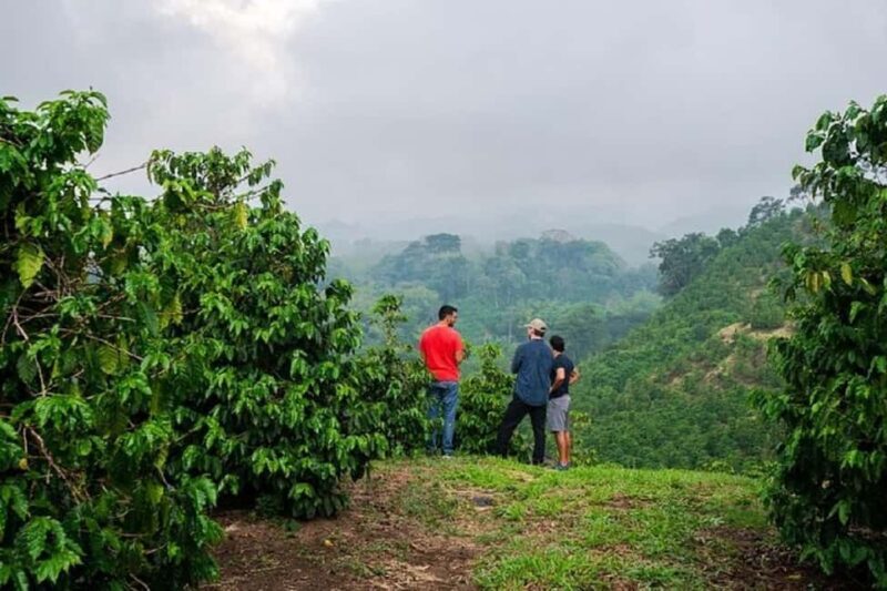 Coffee farm tour in nairobi with free pickup & drop off. - Key Points