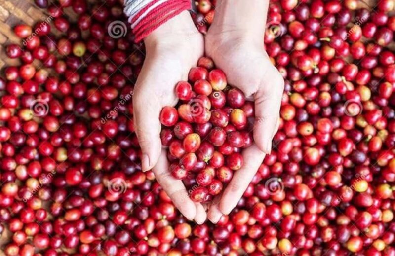 Coffee farm tour in nairobi with free pickup & drop off. - An In-Depth Look at the Coffee Farm Tour in Nairobi