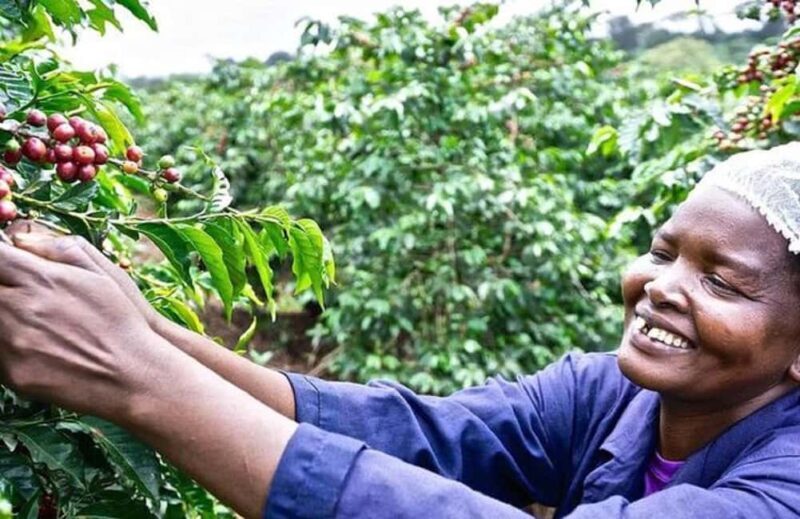 Coffee farm tour in nairobi with free pickup & drop off. - Who Would Enjoy This Tour?