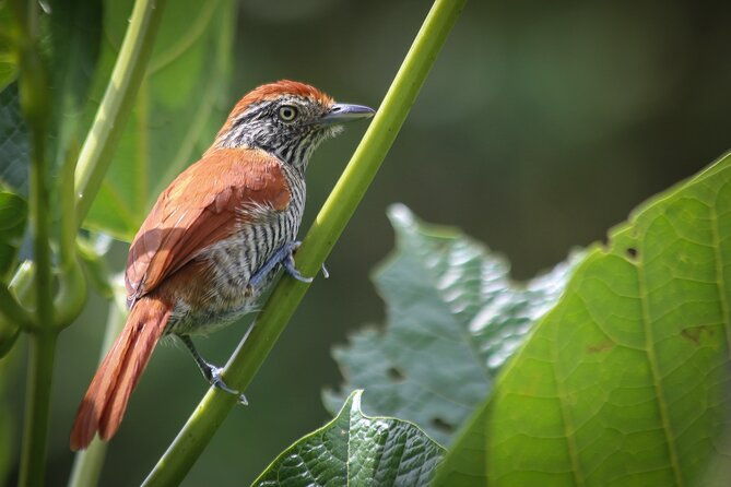 coffee-lands-birdwatching-tour-transport-guiding