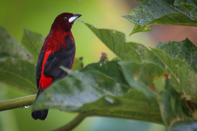 coffee-lands-birdwatching-tour-transport-guiding