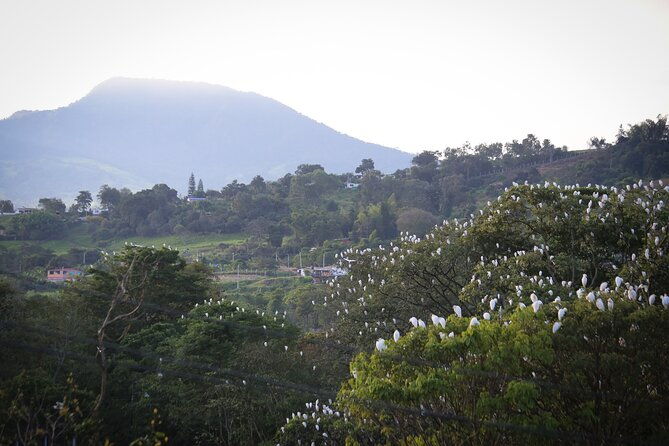 coffee-lands-birdwatching-tour-transport-guiding
