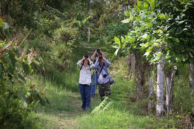coffee-lands-birdwatching-tour-transport-guiding