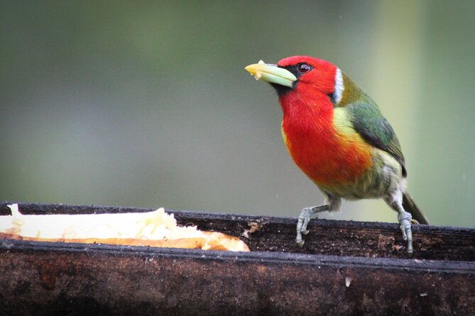 coffee-lands-birdwatching-tour-transport-guiding