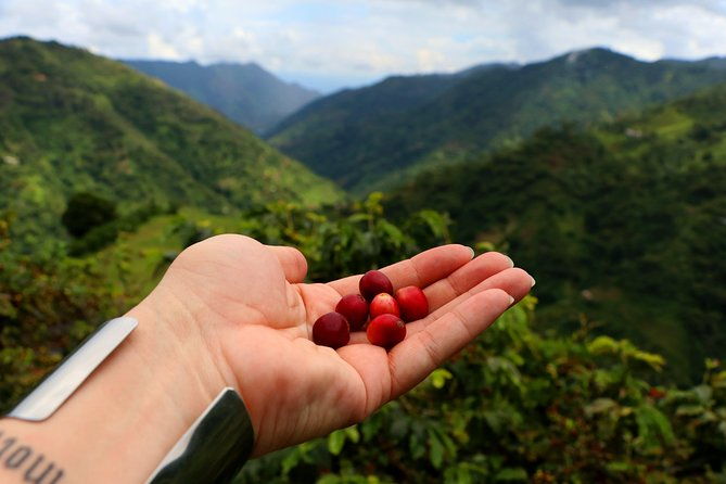 coffee-night-plan-2d-1n-2h-to-medellin-real-coffee-experience