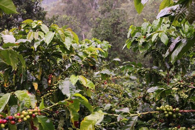 coffee-paradise-at-el-paraiso-experience-from-bogota