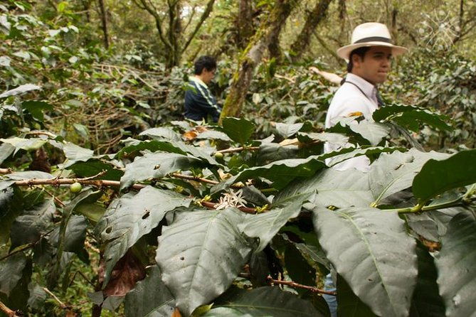 coffee-paradise-at-el-paraiso-experience-from-bogota