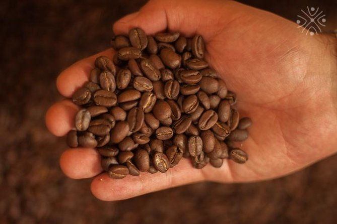 coffee-paradise-at-el-paraiso-experience-from-bogota