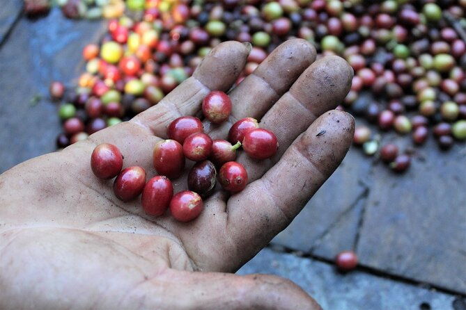 coffee-plantation-visit-and-tasting-activity-in-costa-rica