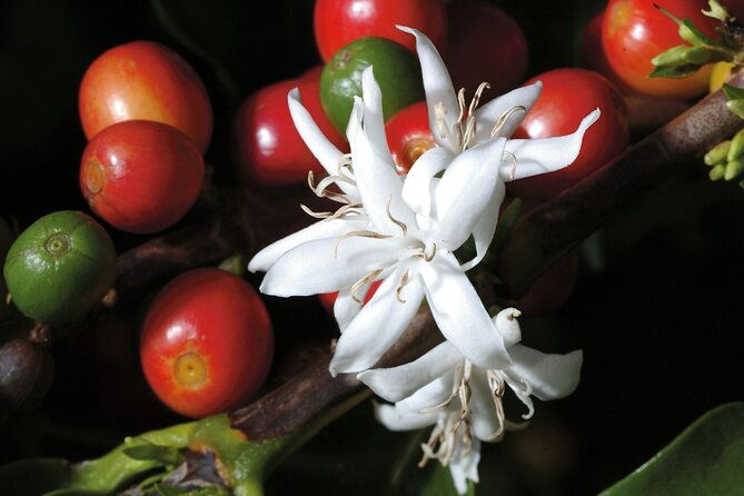 coffee-plantation-visit-and-tasting-activity-in-costa-rica