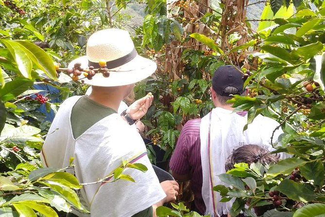 coffee-tour-a-coffee-between-mountains-medellin