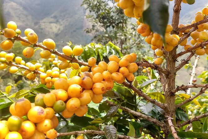 coffee-tour-a-coffee-between-mountains-medellin