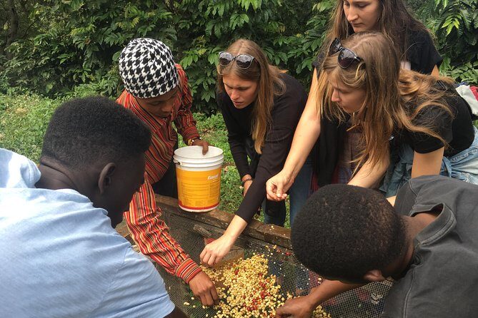 Coffee tour and Buffet Lunch with Kingstone Asilia (Arusha) - Key Points