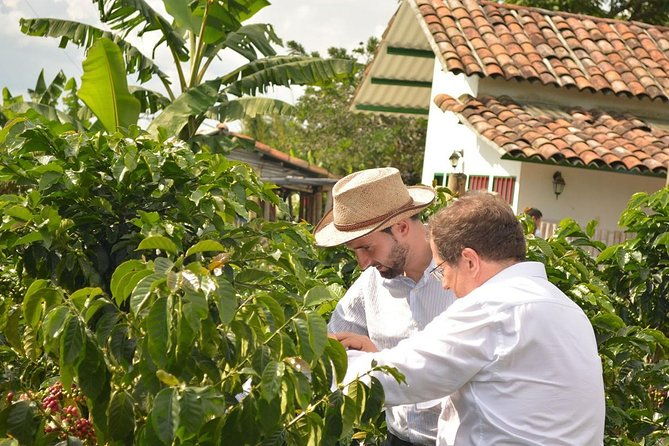 coffee-tour-at-the-finca-del-cafe