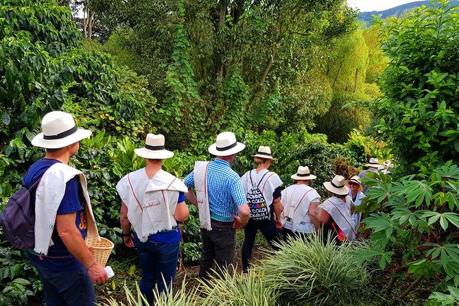 coffee-tour-at-the-finca-del-cafe