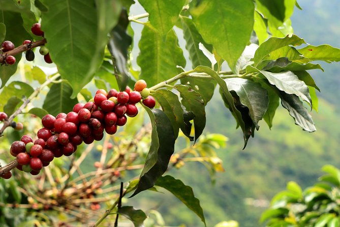 coffee-tour-daytrip-at-finca-la-manchuria-exclusive-experience