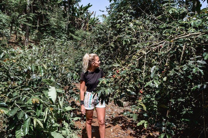 Coffee Tour Experience from Arusha - Who Should Consider This Tour?