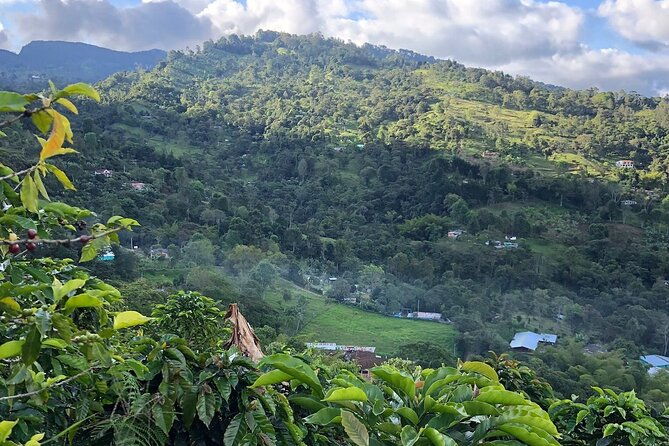 coffee-tour-finca-jaguar