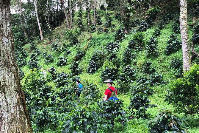 coffee-tour-finca-jaguar