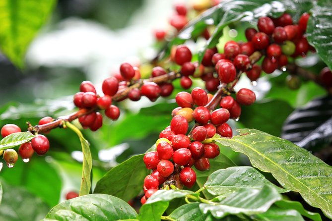 coffee-tour-grecia-and-sarchi-oxcarts-private-tour