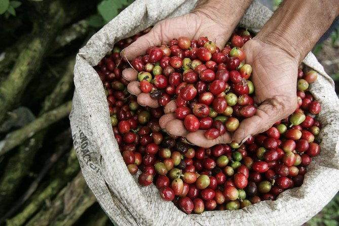 coffee-tour-grecia-and-sarchi-oxcarts-private-tour