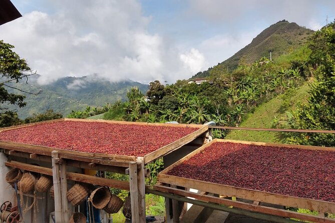 coffee-tour-in-medellin-transportation-snack-and-lunch