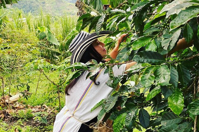 coffee-tour-in-medellin-with-tastings-and-transportation