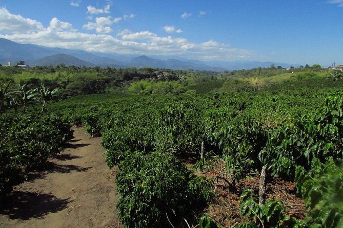 coffee-tour-in-the-heart-of-the-coffee-region