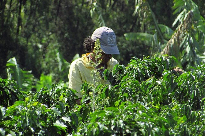 coffee-tour-in-the-heart-of-the-coffee-region