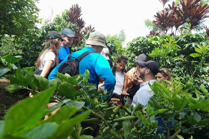 coffee-tour-la-palma